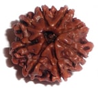 ASHTA MUKHI (EIGHT FACE) RUDRAKSHA