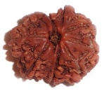 NAVA MUKHI (NINE FACE) RUDRAKSHA