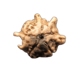 Chatur Medha Real Rudraksha