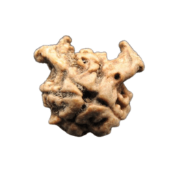 Intellect / Dwi Medha Real Rudraksha