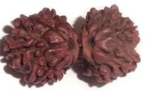 Gauri shankar Rudraksha
