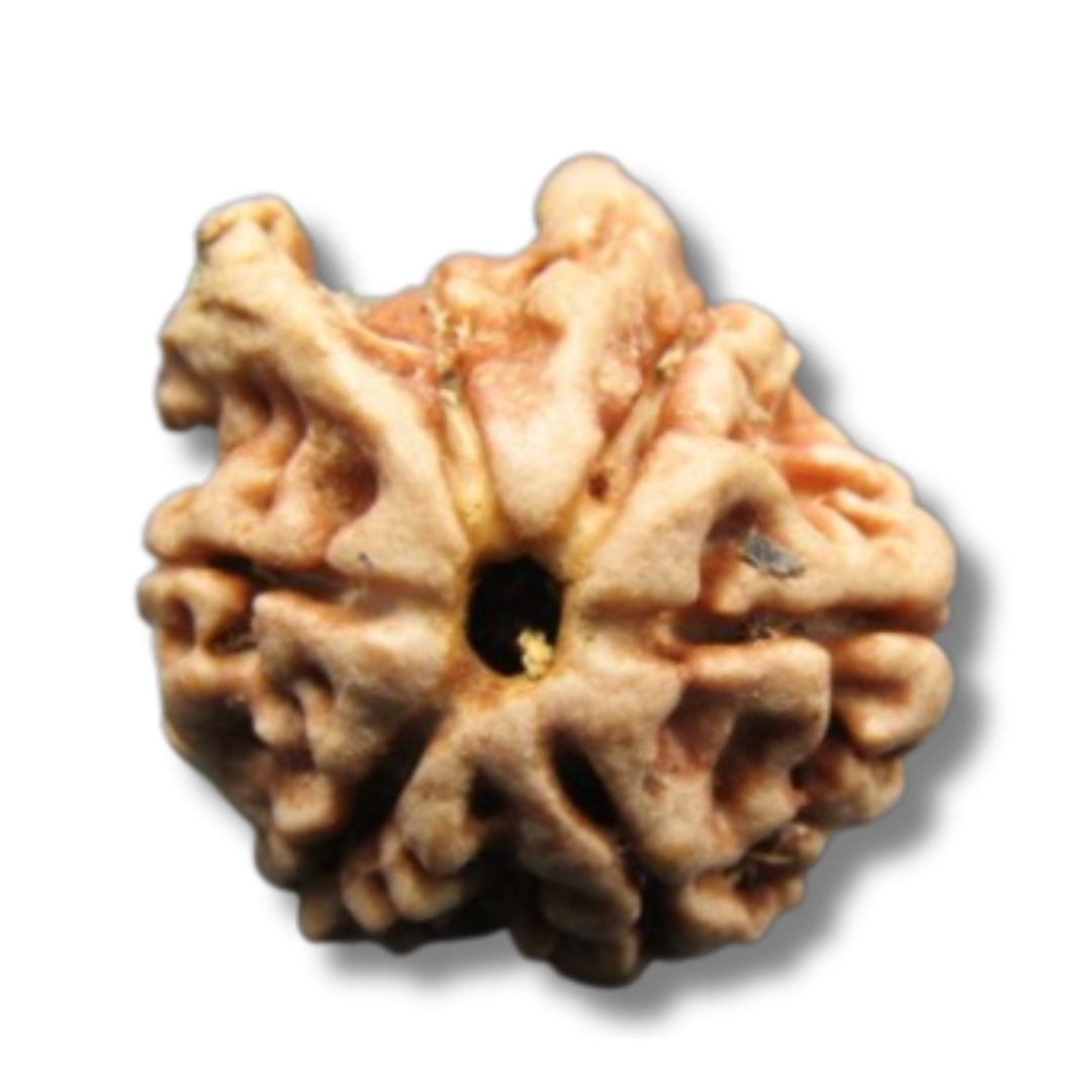  Astro 5 Mukhi Double Ganesh Nepal, Punch Mukhi real rudraksha