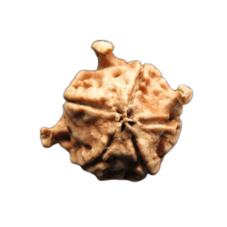 Tri Medha Real Rudraksha