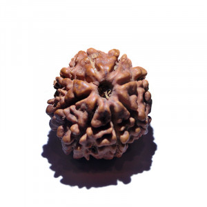 8 MUKHI RUDRAKSHA With Certificate (RUC08-001/5)- (NEPAL)