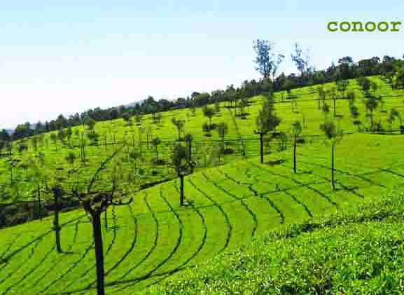 Coonoor