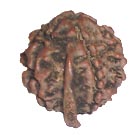Ganesh Rudraksha 