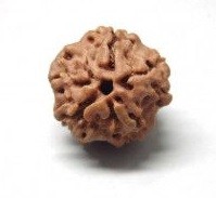 Rudraksha