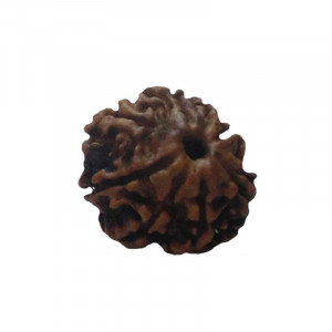 8 MUKHI RUDRAKSHA With Certificate (RUC08-020)- (NEPAL)