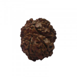 8 MUKHI RUDRAKSHA With Certificate (RUC08-025)- (NEPAL)