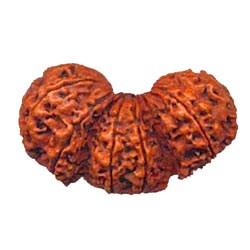 Trimurti Rudraksha 